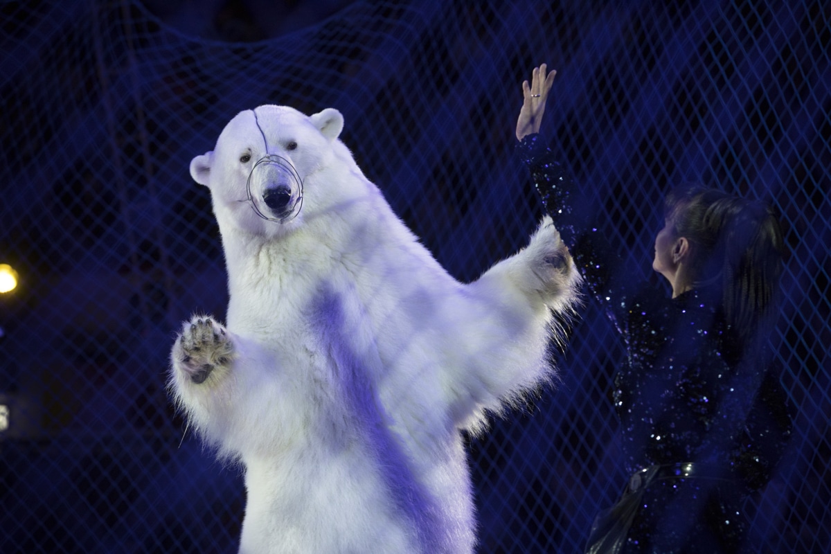 Polar Bear in Ice Skating Performance