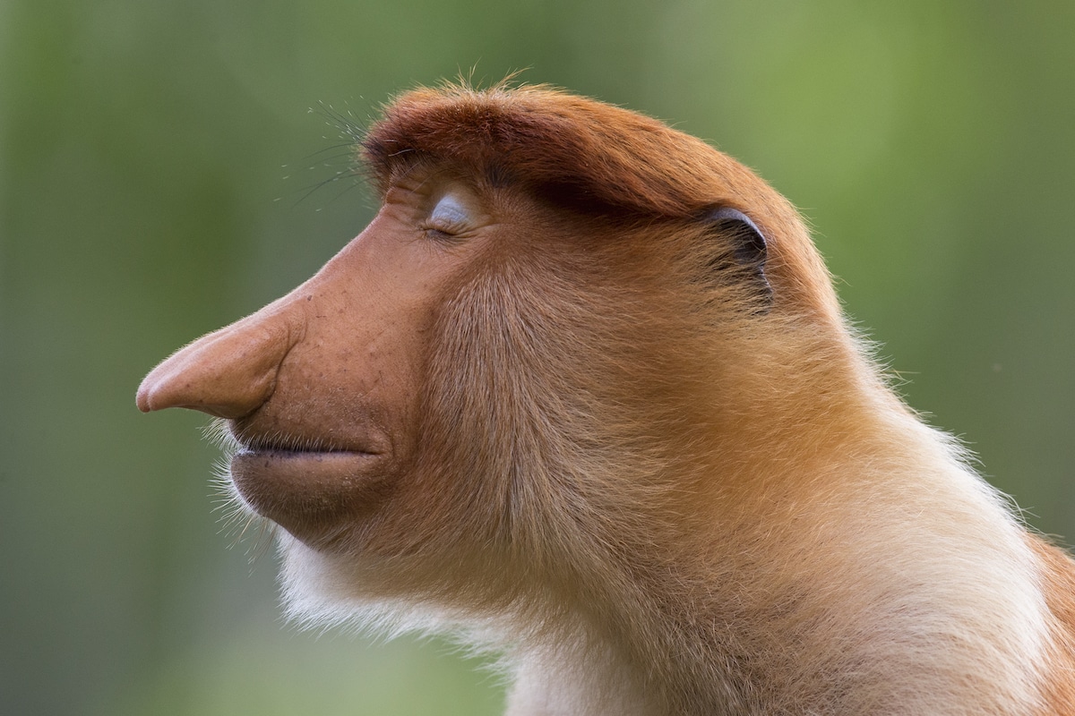Young Male Proboscis Monkey
