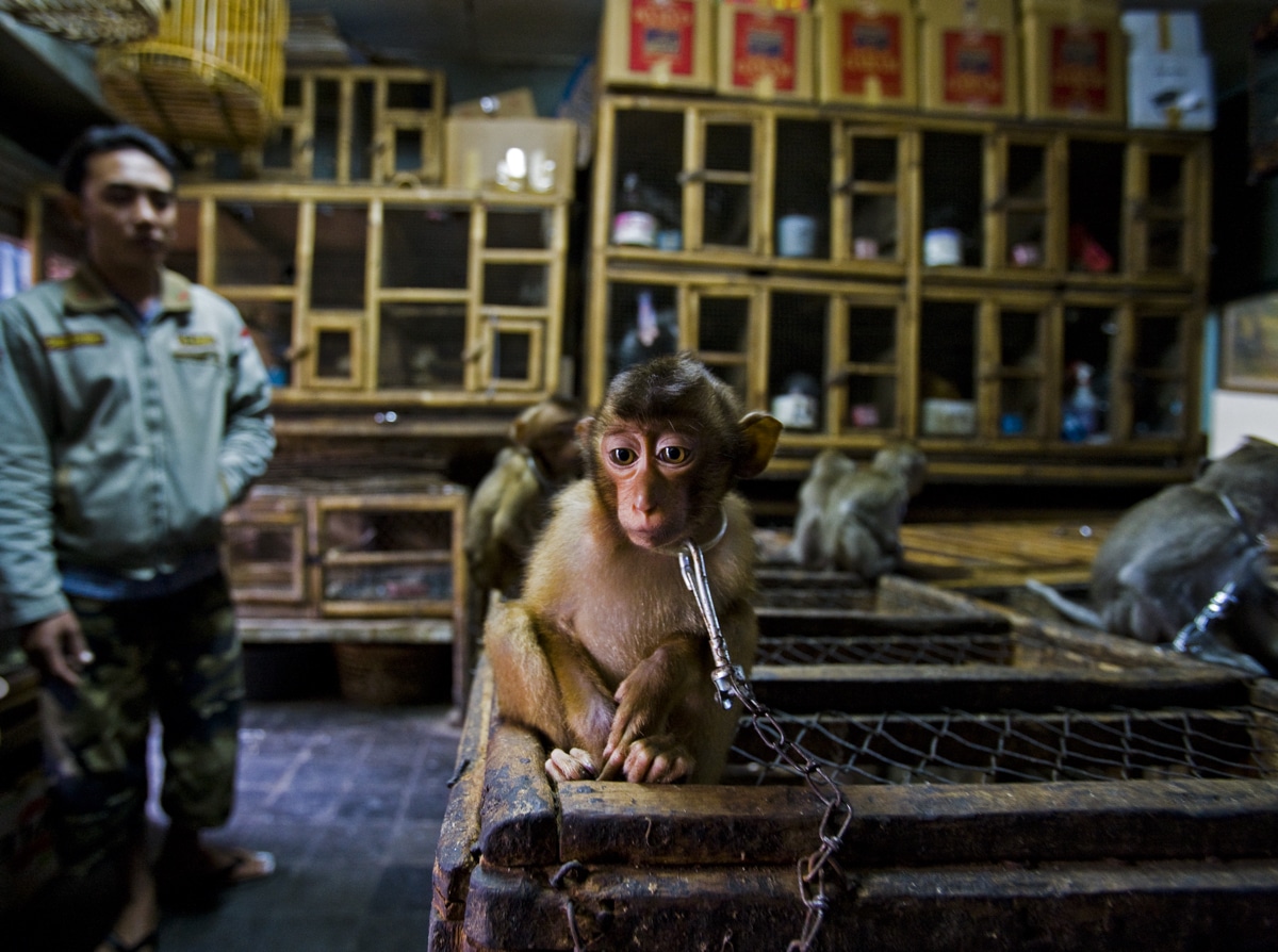 Young Pig-Tailed Macaque Chained to a Wooden Cage in Bali