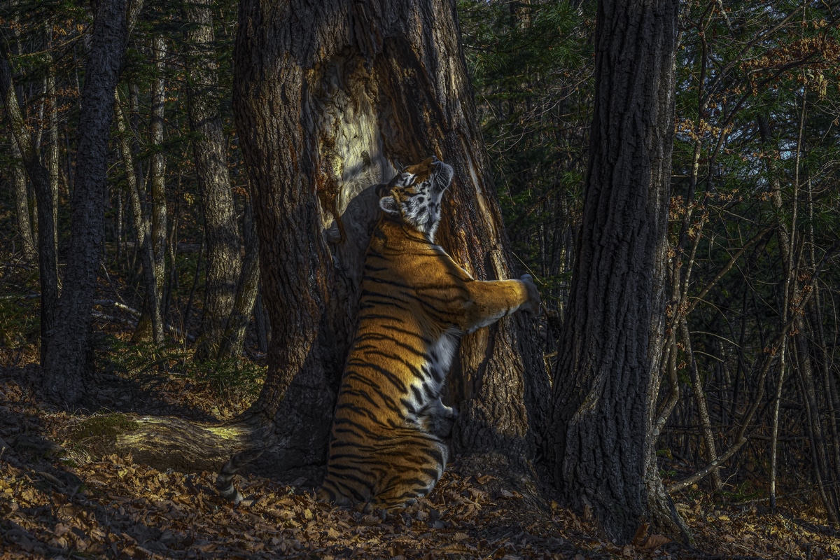 Siberian Tigress Hugging a Manchurian Fir Tree