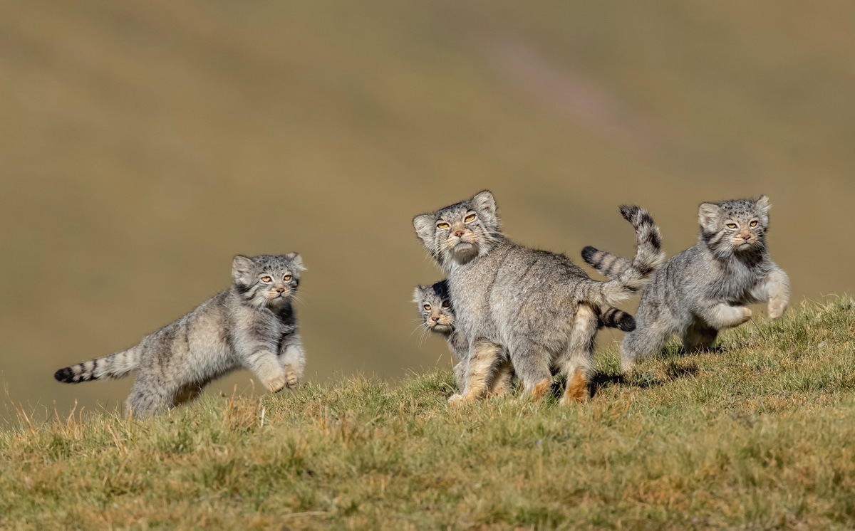 Pallas’s cats on the Qinghai–Tibet Plateau in China