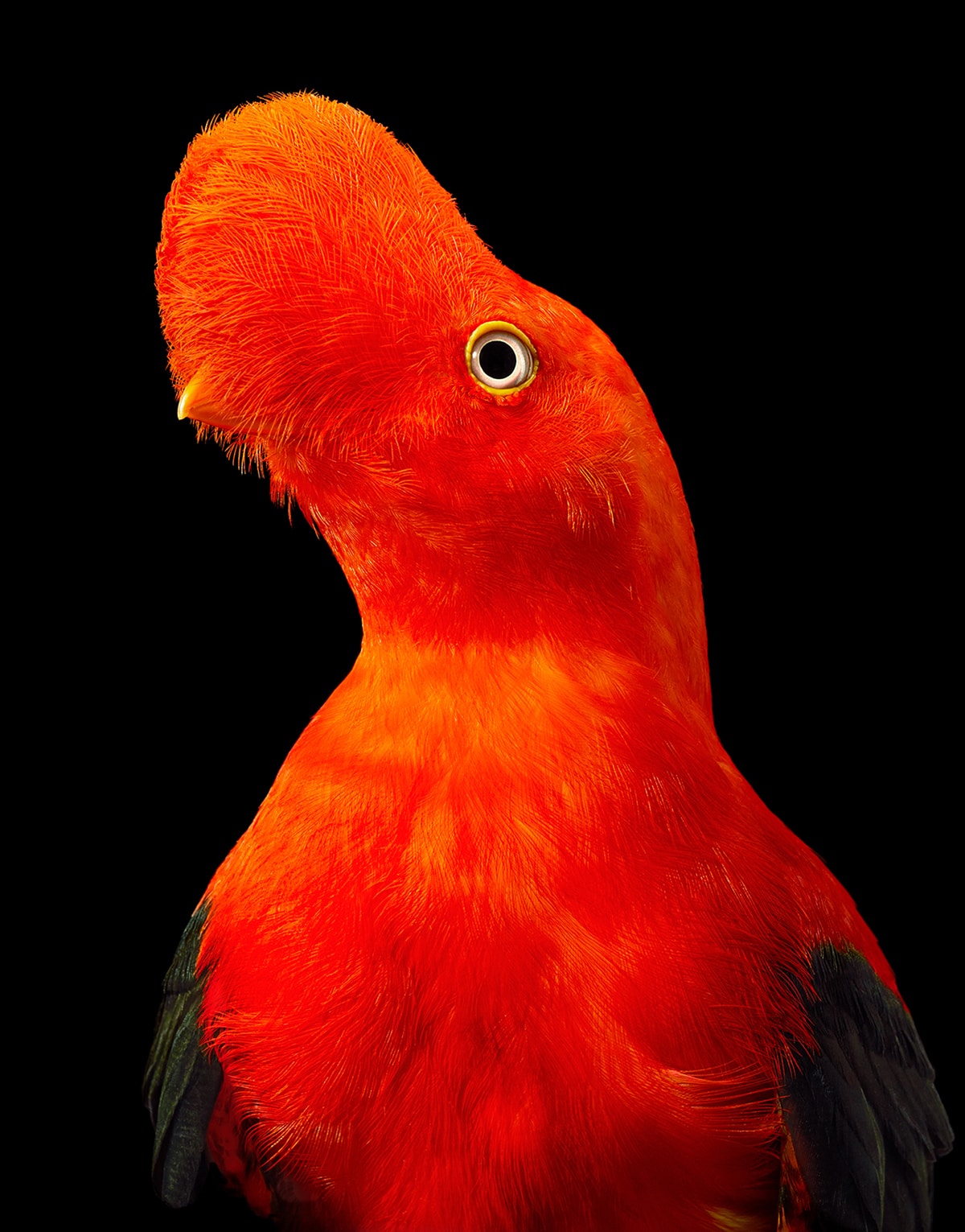 Andean Cock of the Rock Tim Flach