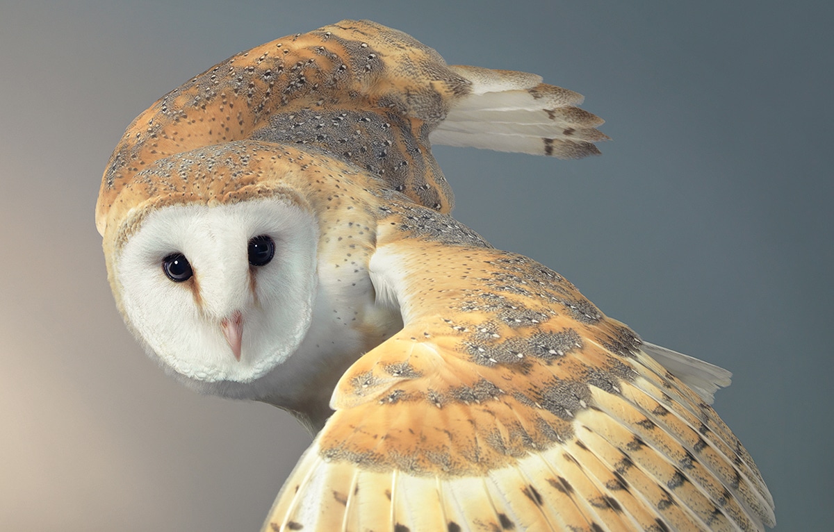 Barney Barn Owl