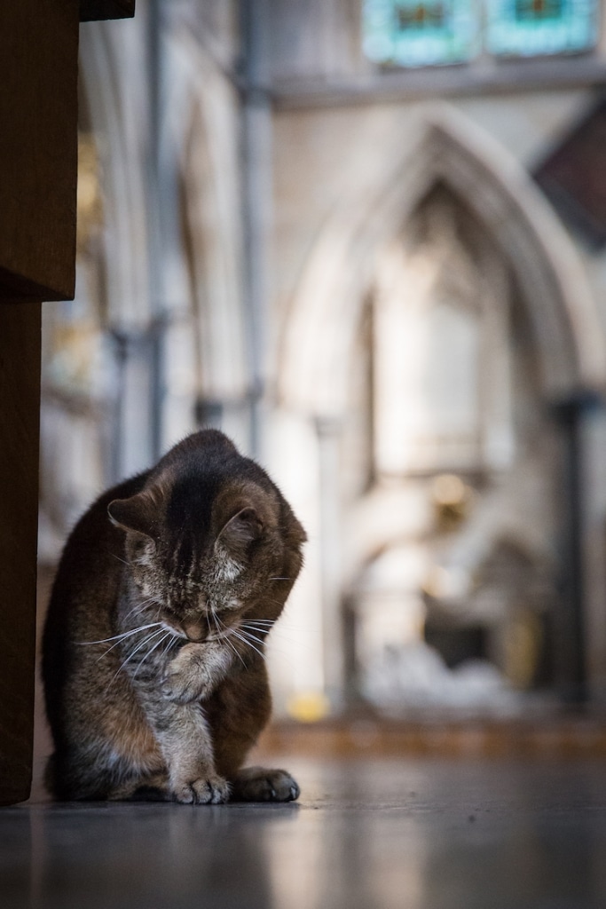 Beloved Stray Cat Given Memorial Service at Church She Called Home for