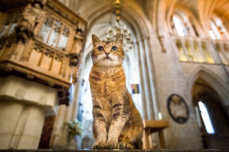 London Church Holds Memorial For Its Cat