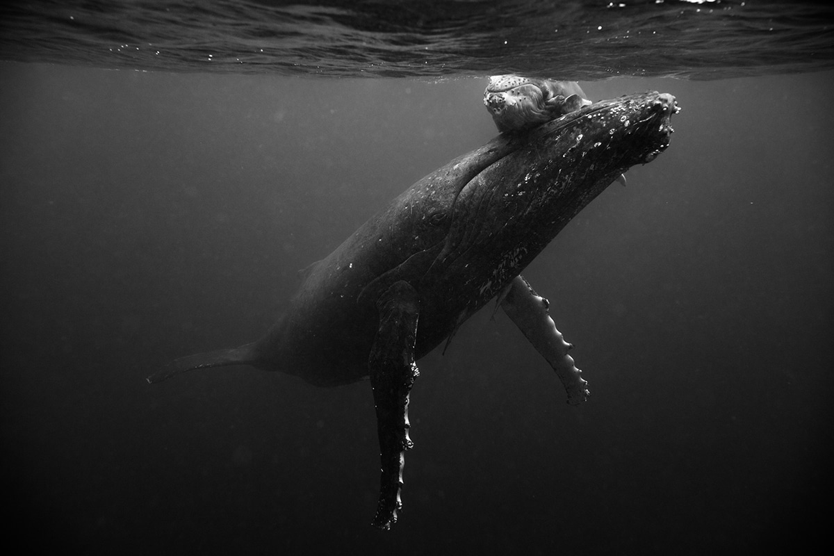 fotografias de ballenas jorobadas por Jem Cresswell