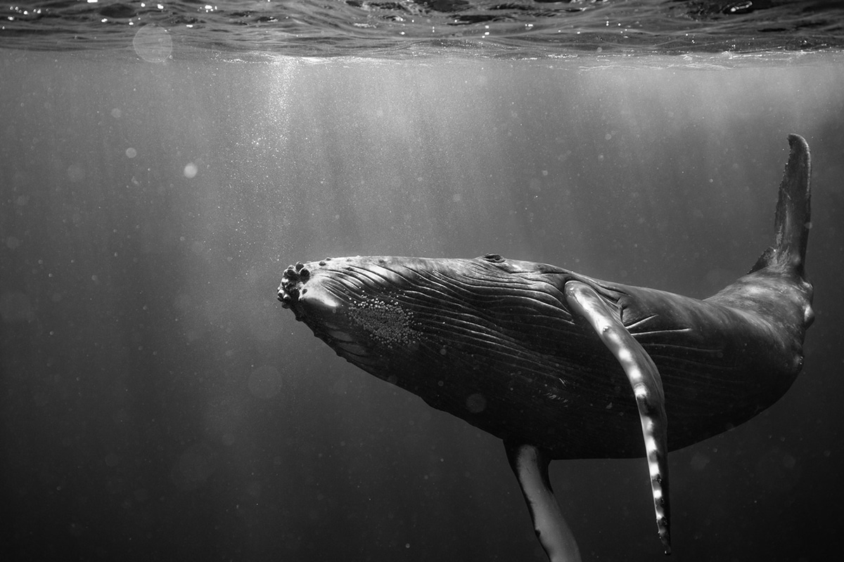 Humpback Whale Portrait