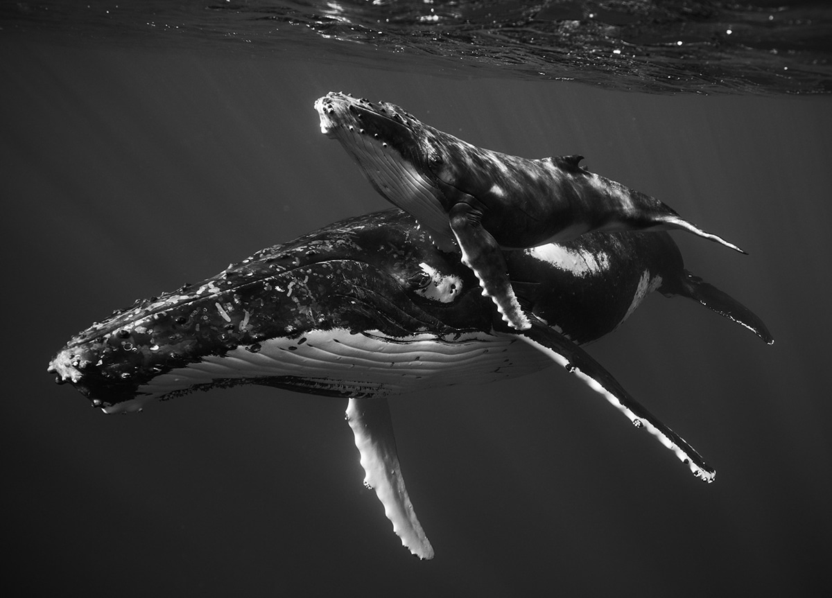 fotografias de ballenas jorobadas por Jem Cresswell