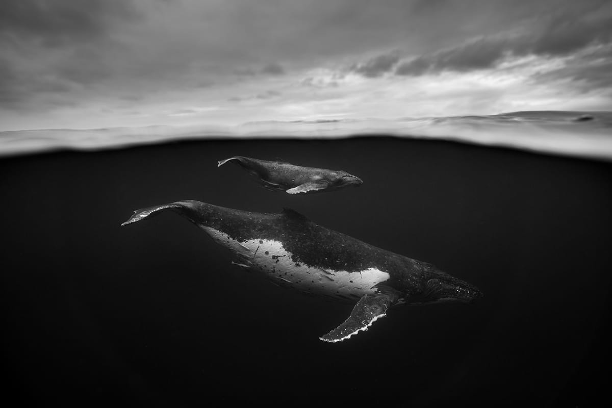 fotografias de ballenas jorobadas por Jem Cresswell 