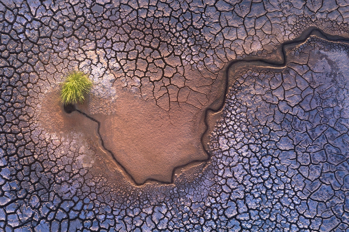 Plant Sprouting Surrounded by Dry Earth