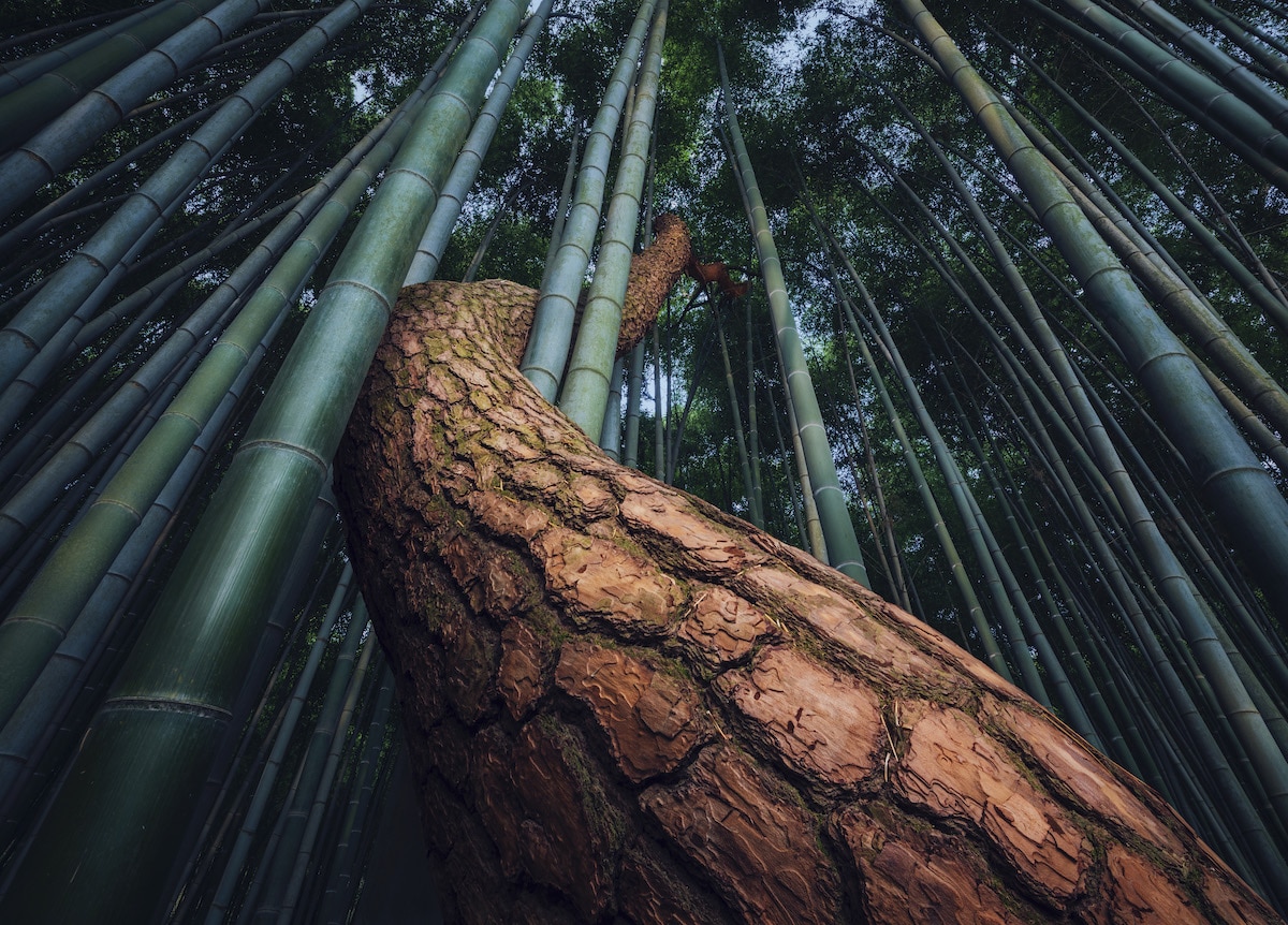 Árvore envolvendo bambu na floresta