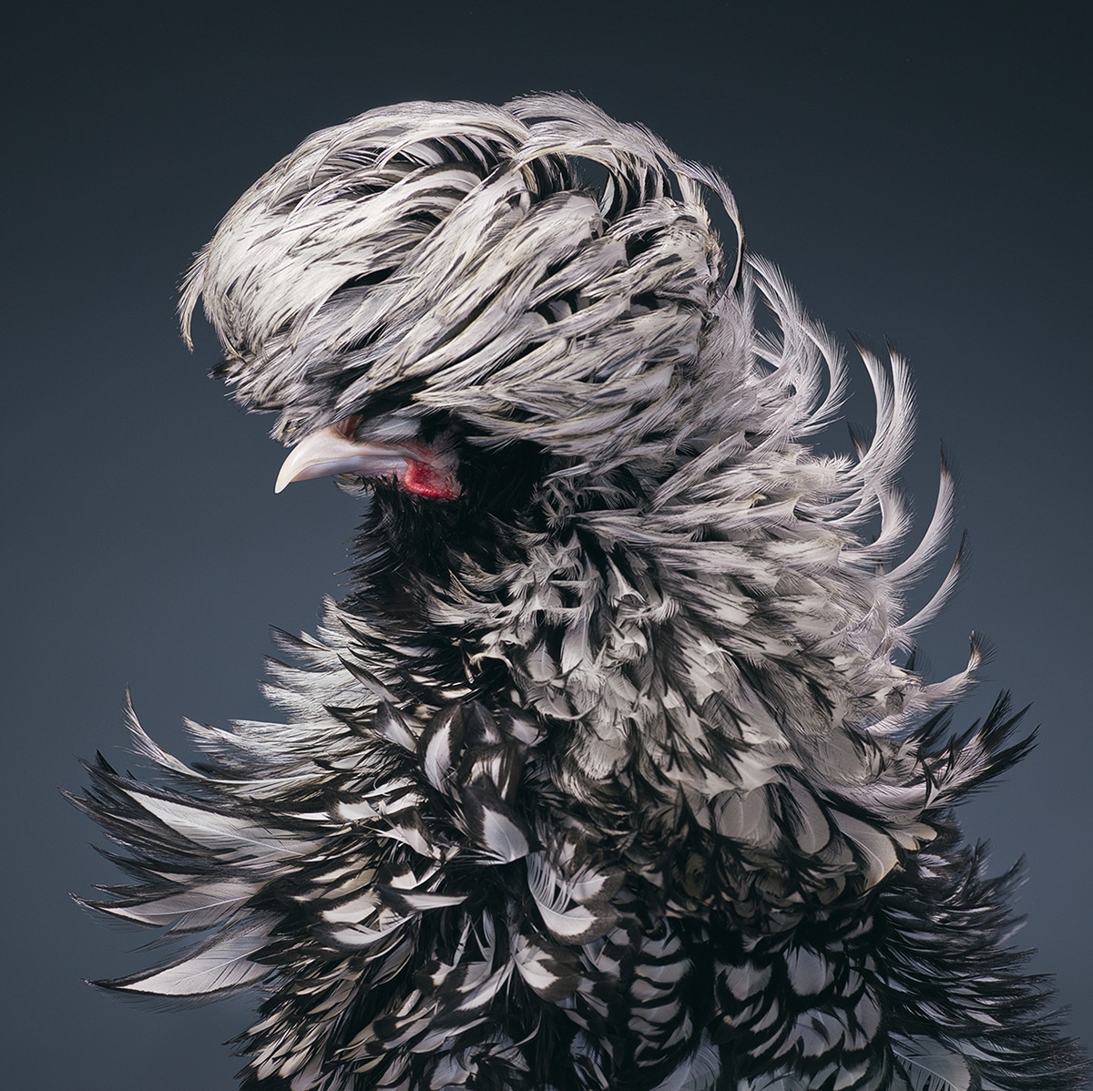 Polish Silver-Laced Frizzle Rooster Tim Flach Bird Photography