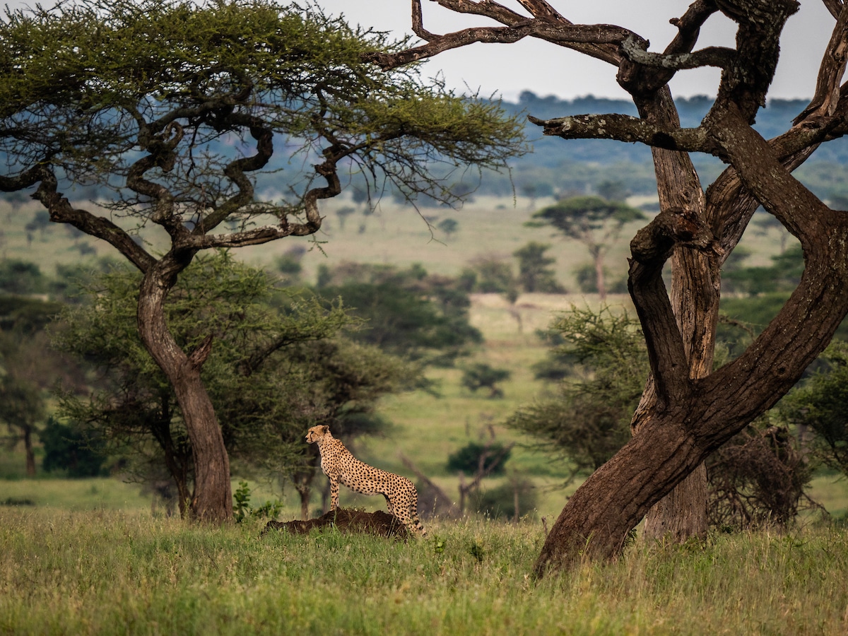 Cheetah in the Serengeti