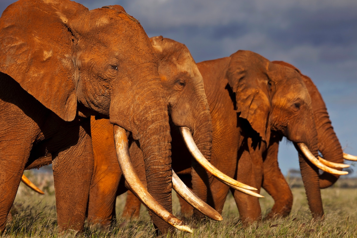 Elefantes en Kenya
