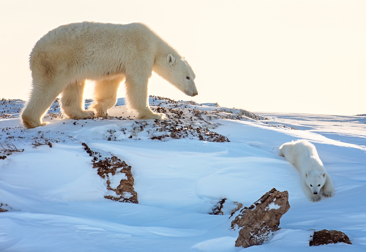 oso polar y cachorro