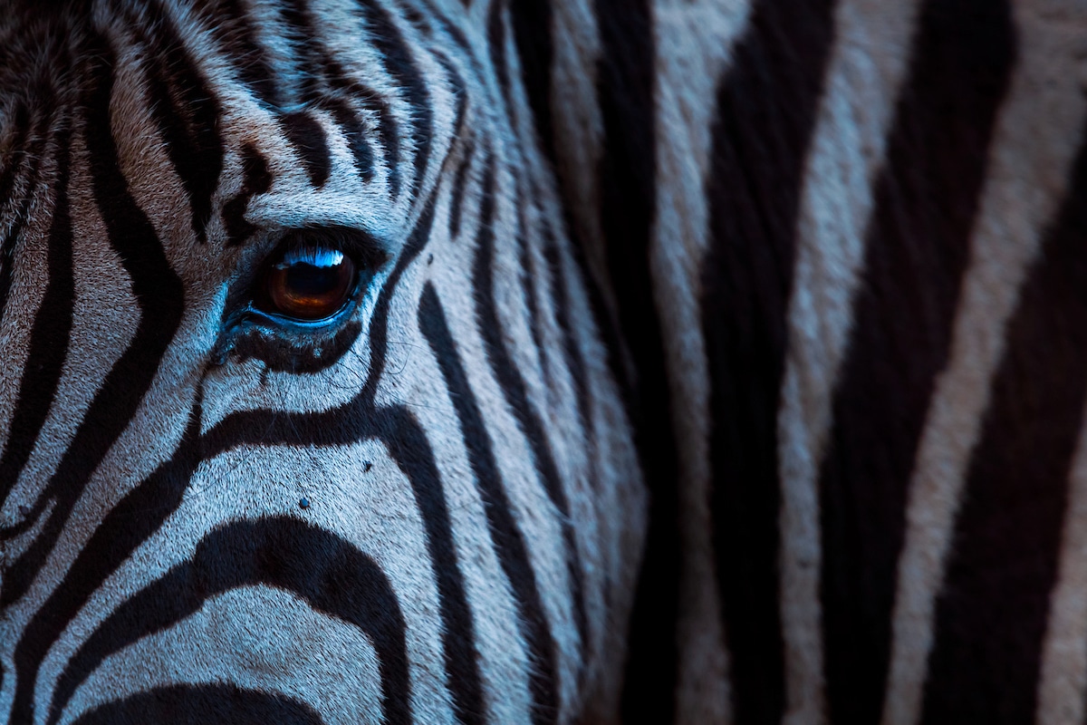 Eye of a Zebra