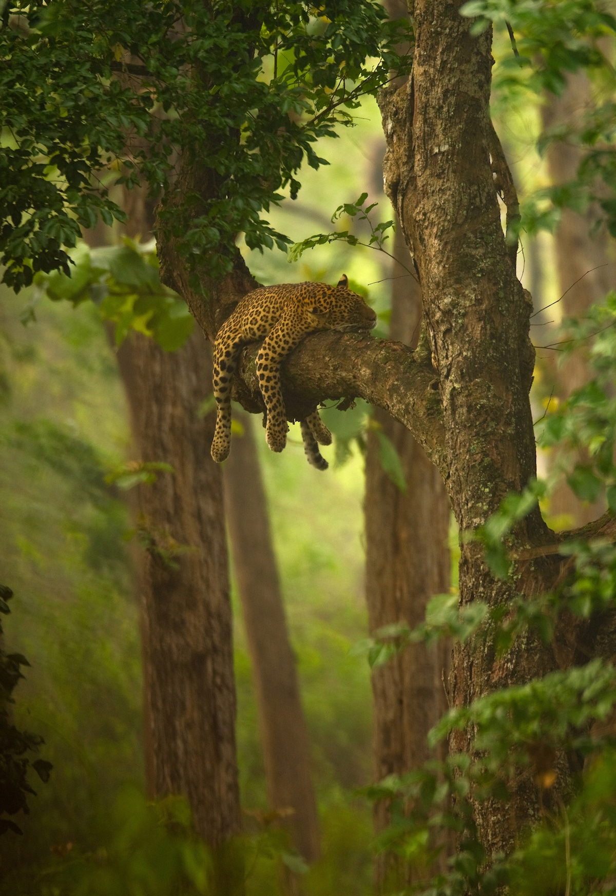 Leopardo dormido