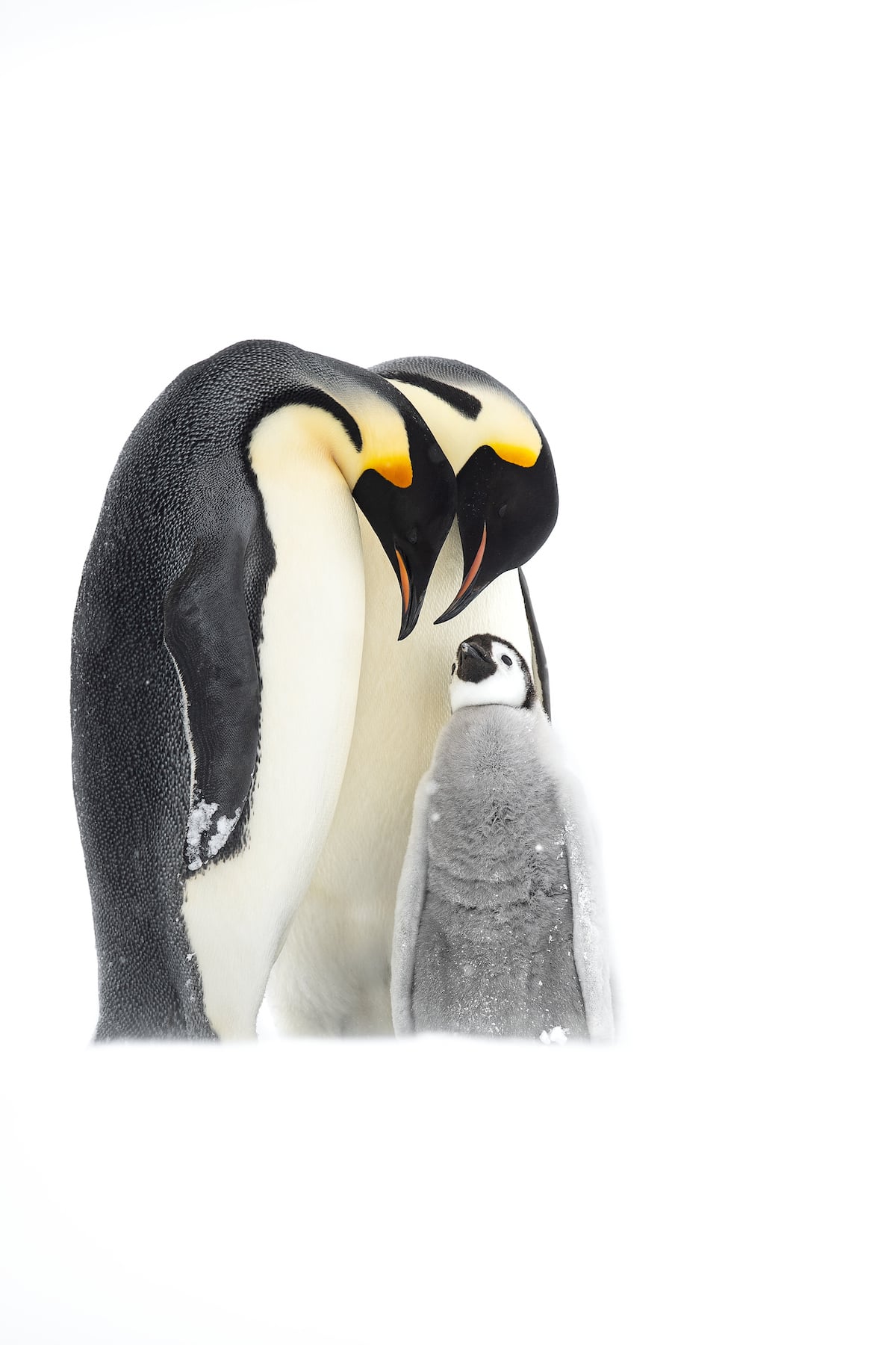 familia de pinguinos emperador