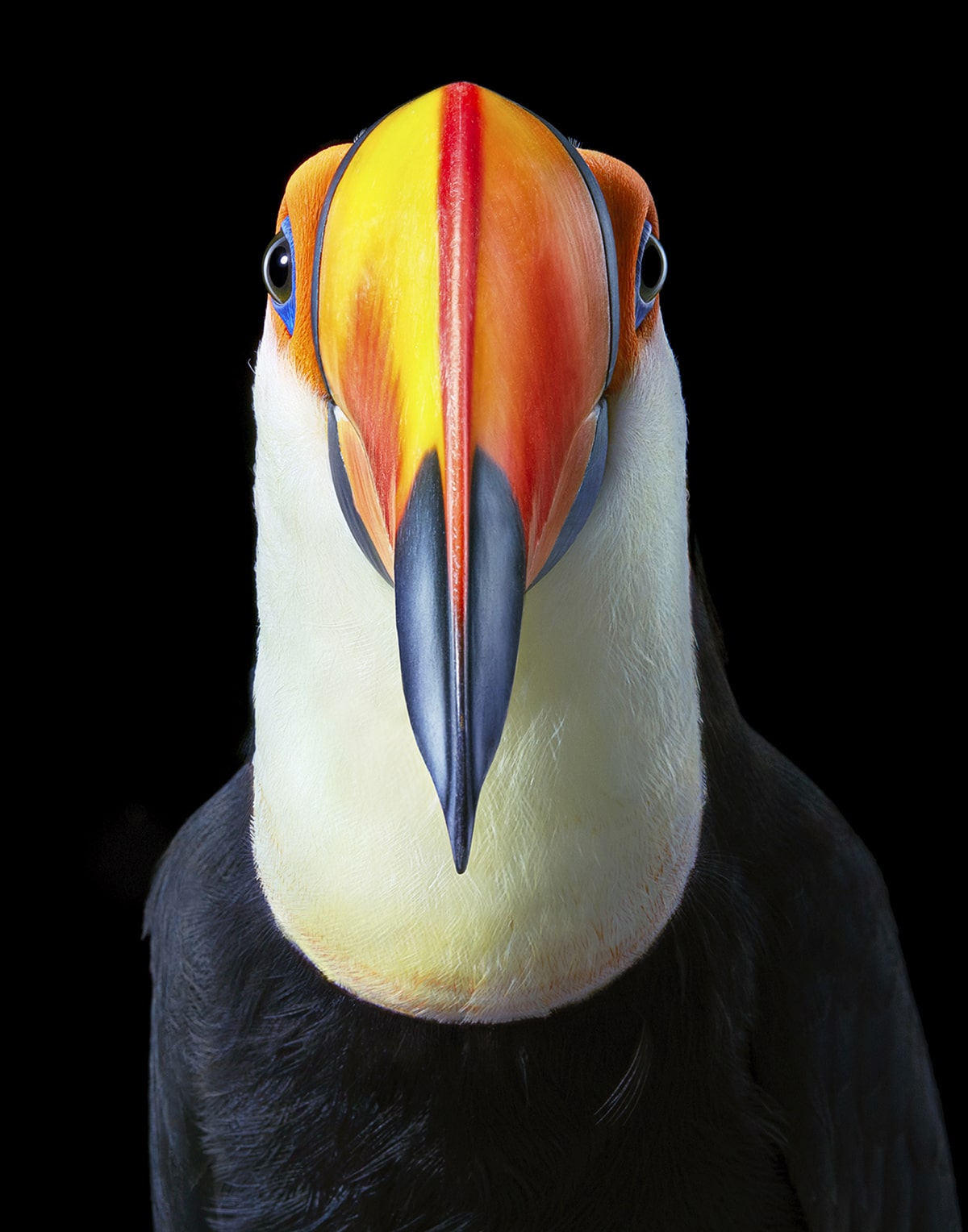Toco Toucan Tim Flach Photography