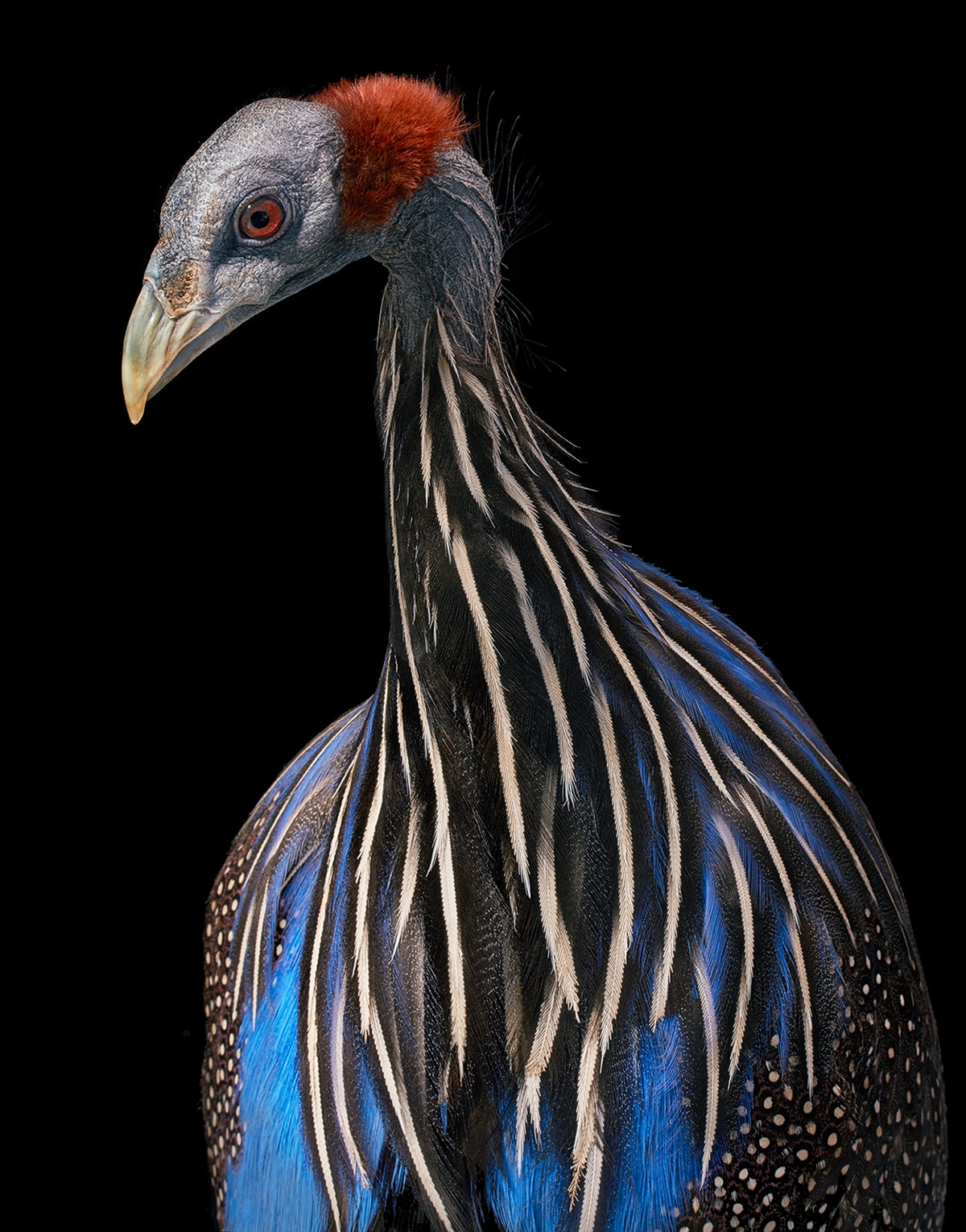 Vultrurine Guineafowl Bird Portrait