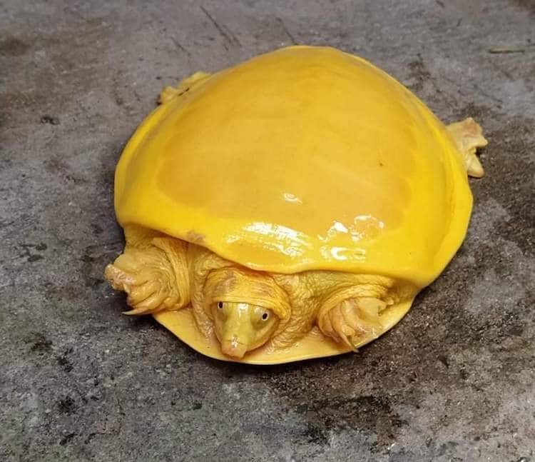 Albino Indian Flapshell Turtle