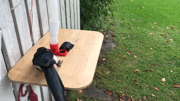 Man Teaches Magpie Birds to Trade Bottle Caps for Peanuts