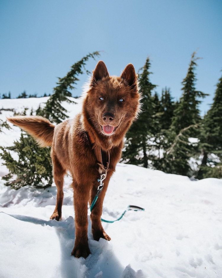 Chocolate Brown Siberian Husky Mister SeQuoi