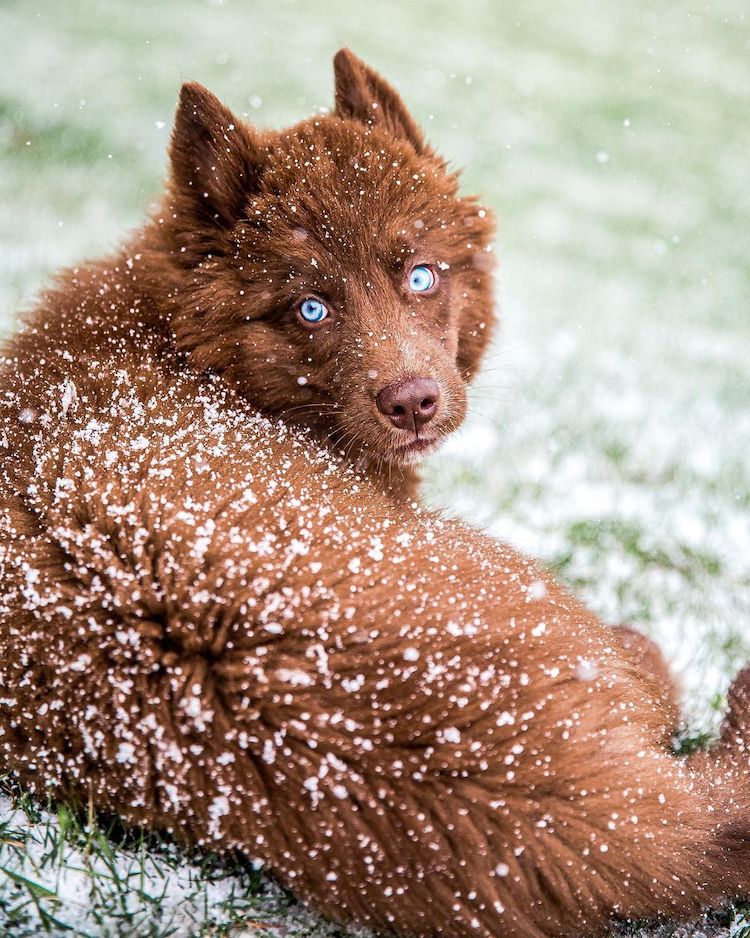 Chocolate Brown Siberian Husky Mister SeQuoi