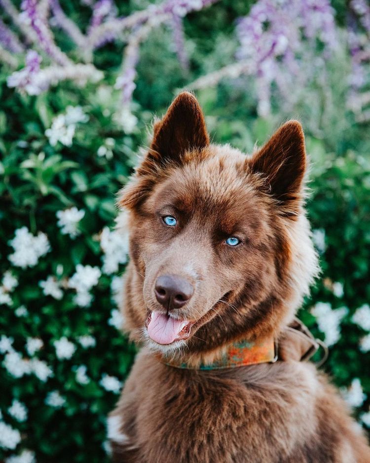 blue eyed brown husky