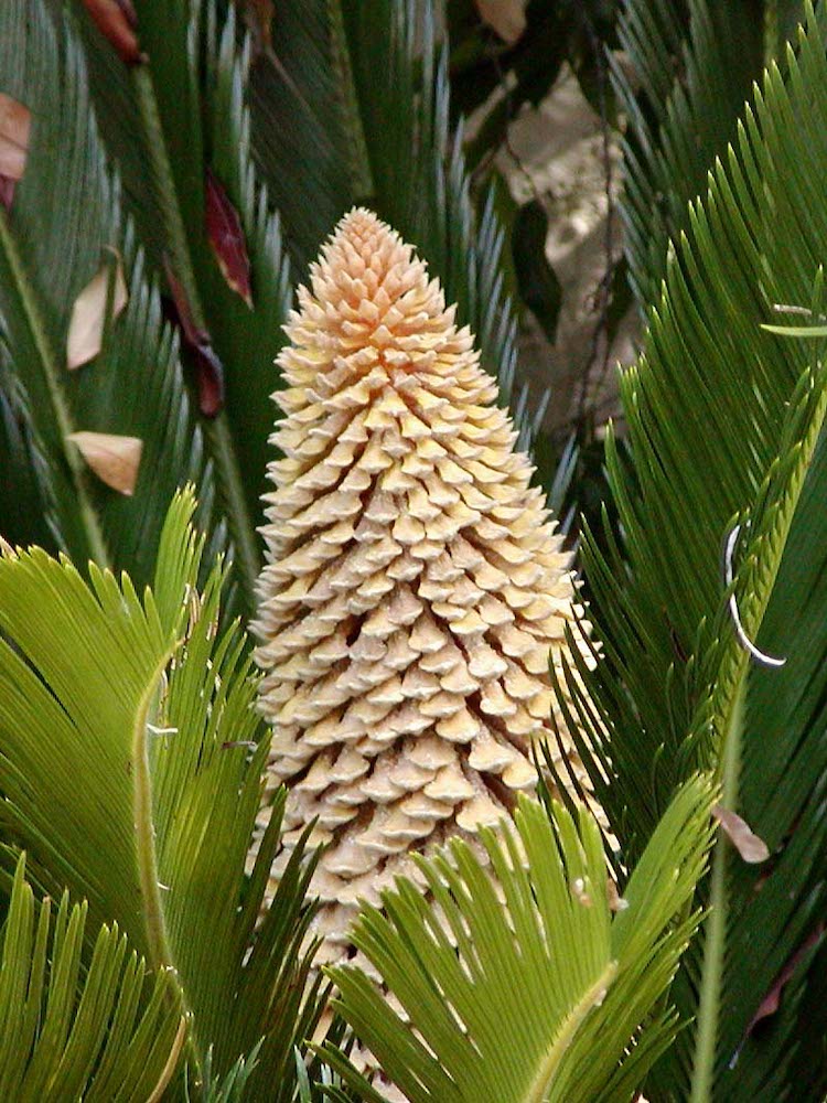 Male cone on a Sago Palm
