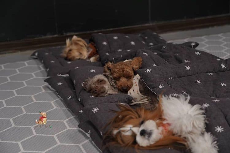 Dogs Sleeping at Doggie Daycare