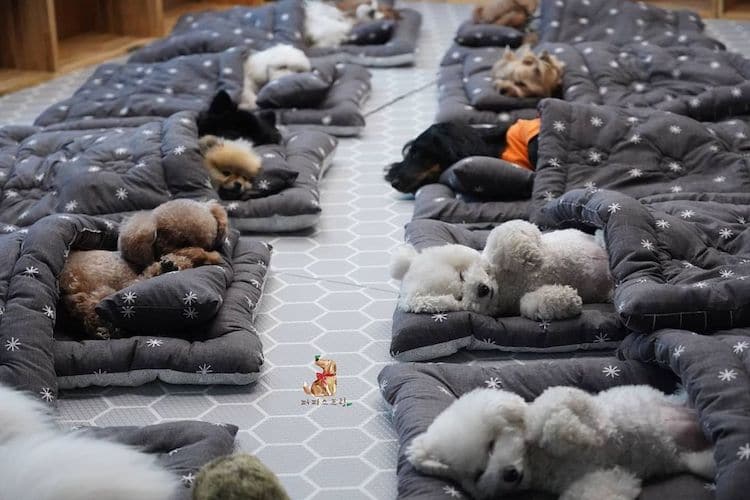 Dogs Sleeping at Doggie Daycare