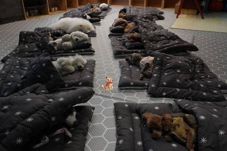 Dogs Sleeping at Doggie Daycare