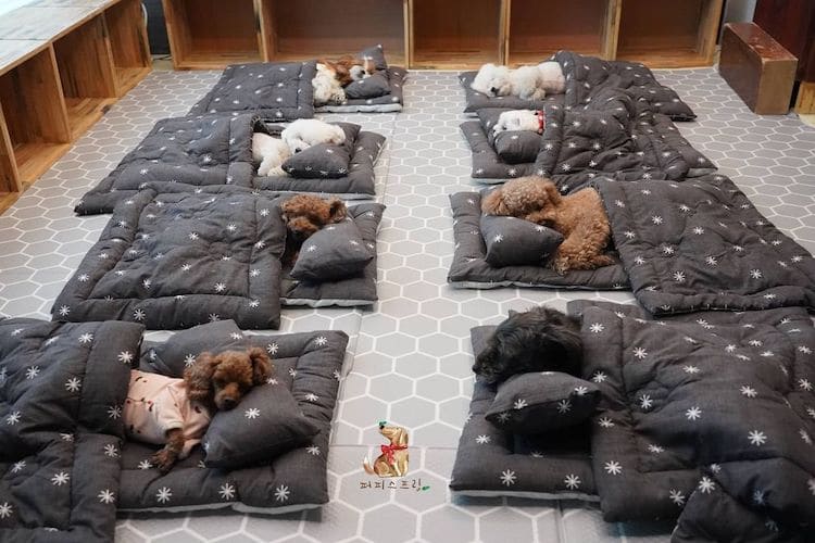 Dogs Sleeping at Doggie Daycare