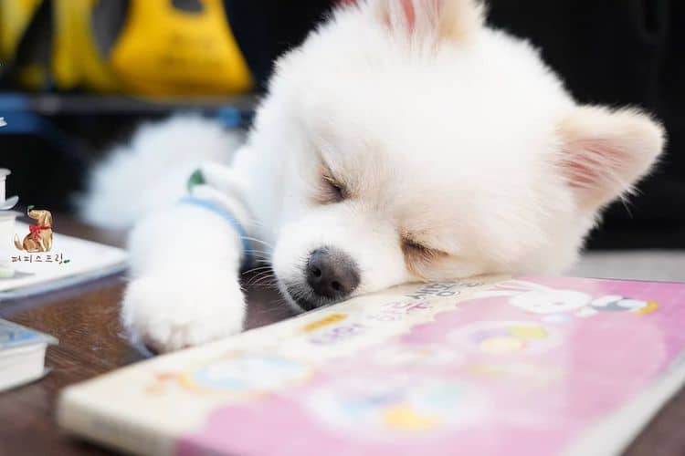 Dogs Sleeping at Doggie Daycare