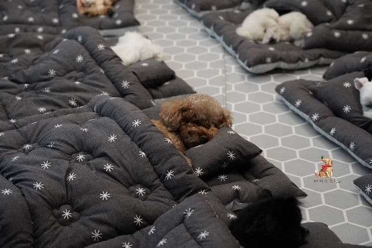 Dogs Sleeping at Doggie Daycare