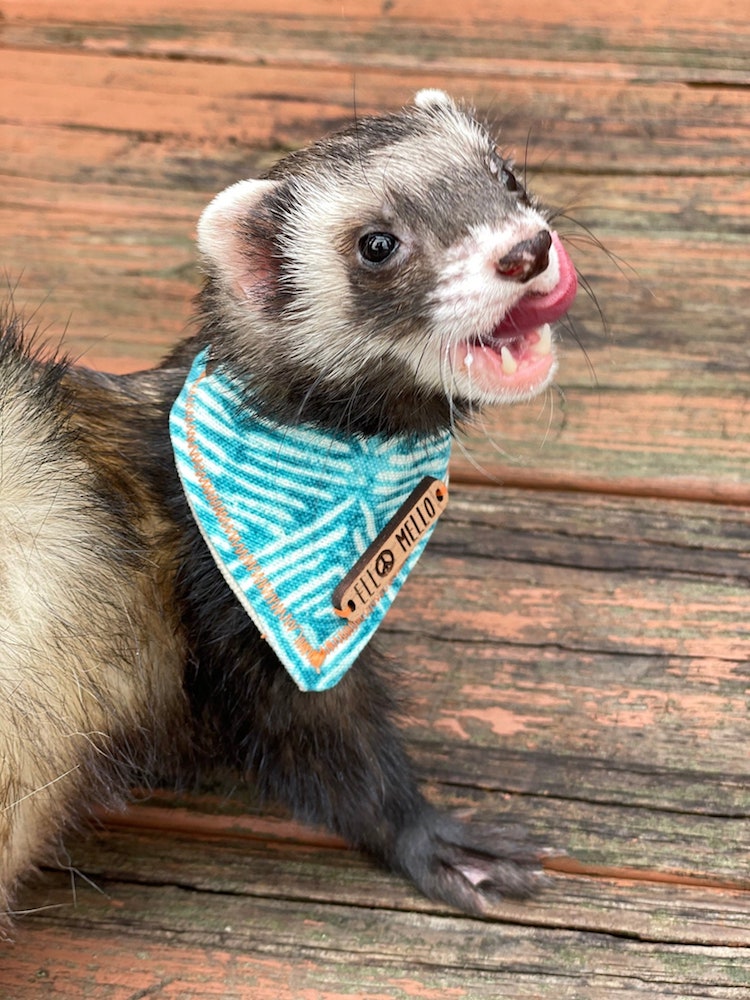 Ferret Scarf