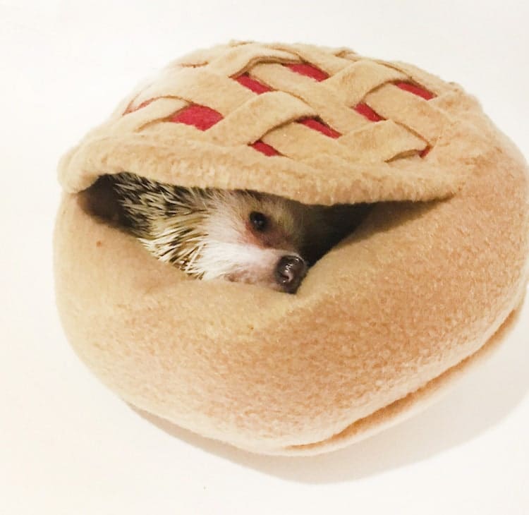 Hedgehog Pie Bed