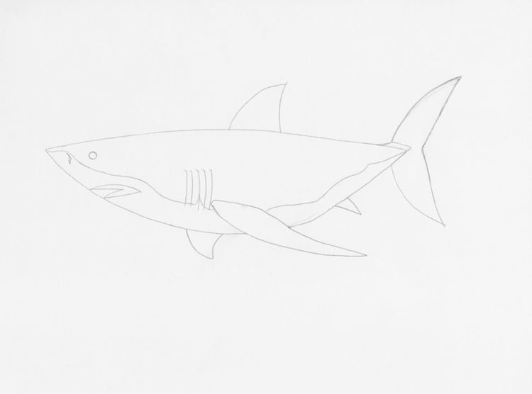 Aprende a dibujar un gran tiburón blanco en siete sencillos pasos