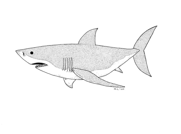 simple shark sketch