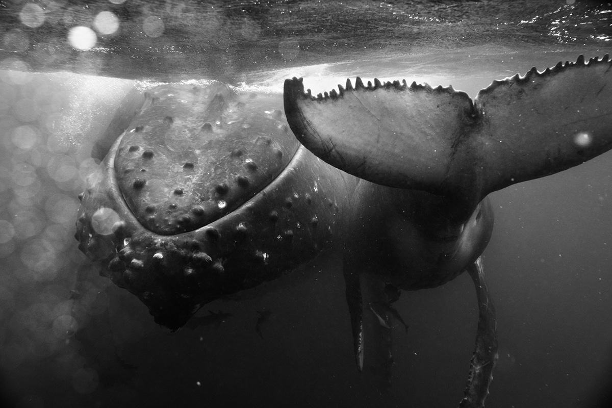 fotografias de ballenas jorobadas por Jem Cresswell