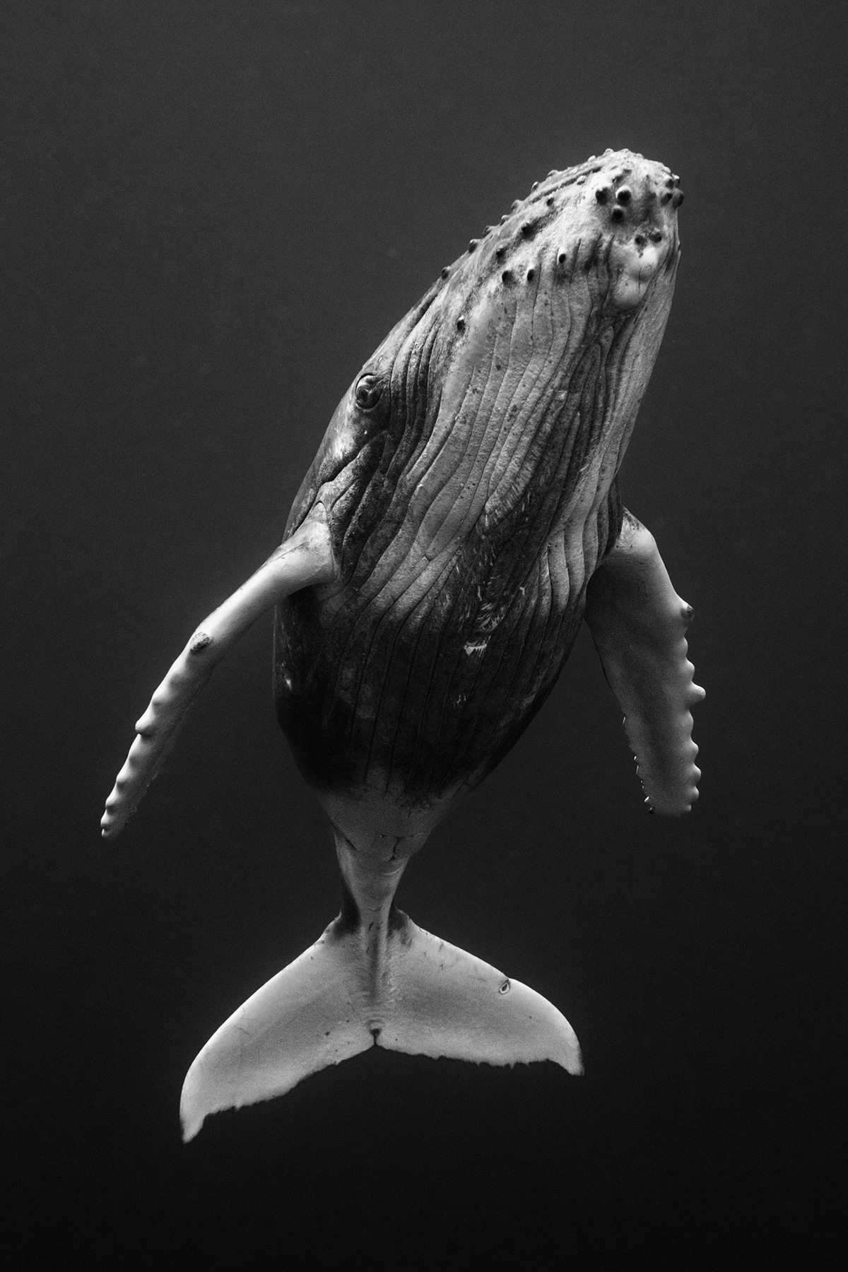 fotografias de ballenas jorobadas por Jem Cresswell