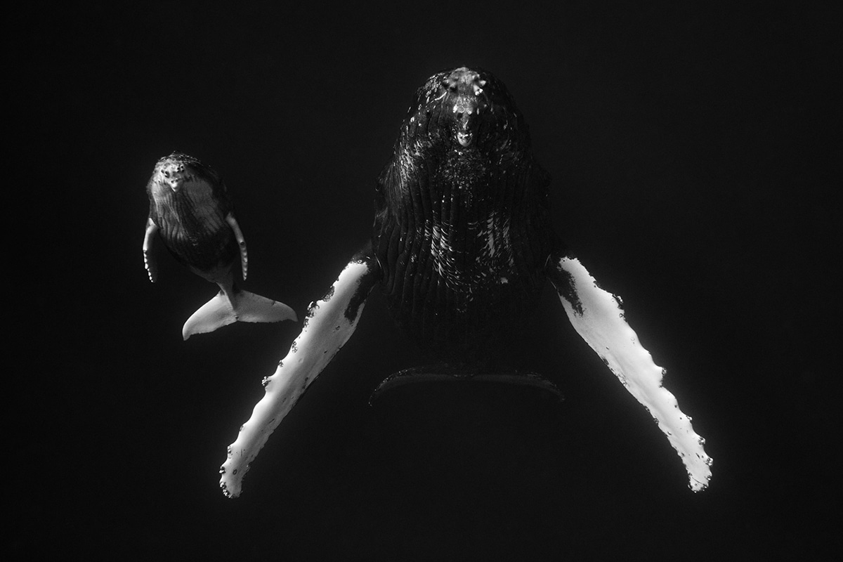 Humpback Whale Portrait