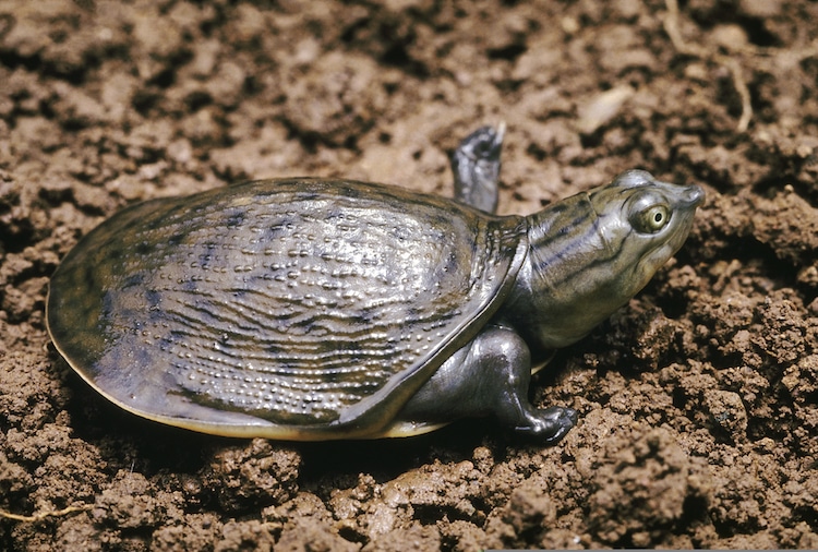 Rare Albino Indian Flapshell Turtle Spotted In India 