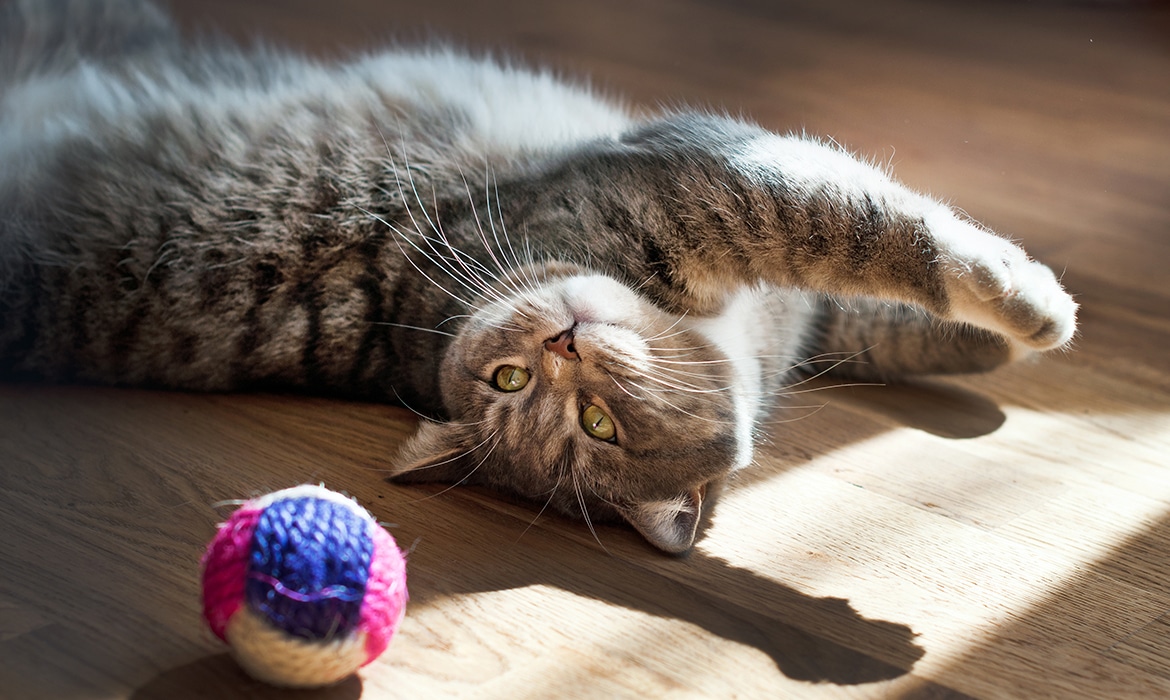 13 Cat Toys To Engage Your Kitty's 