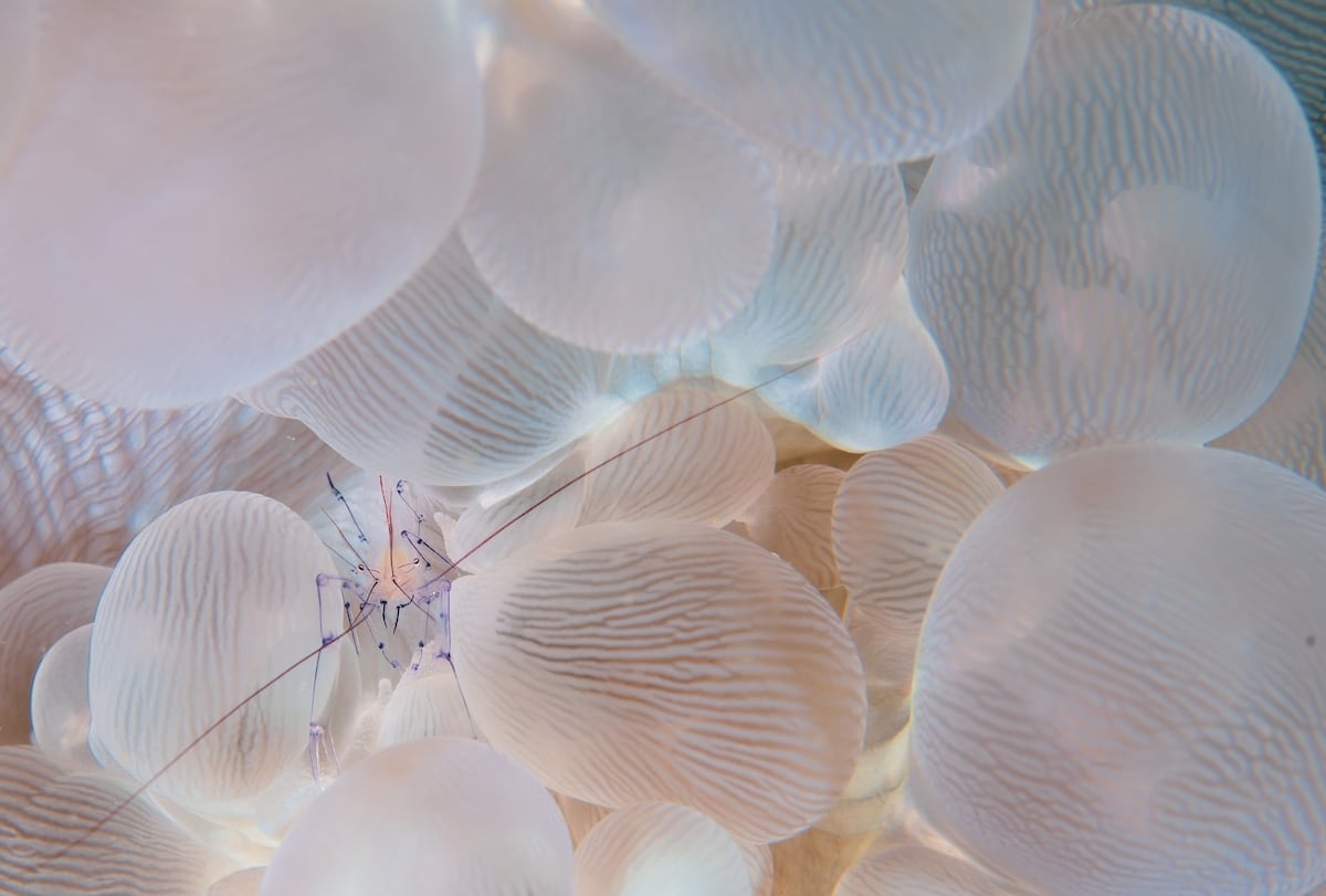 camaron en coral con burbujas