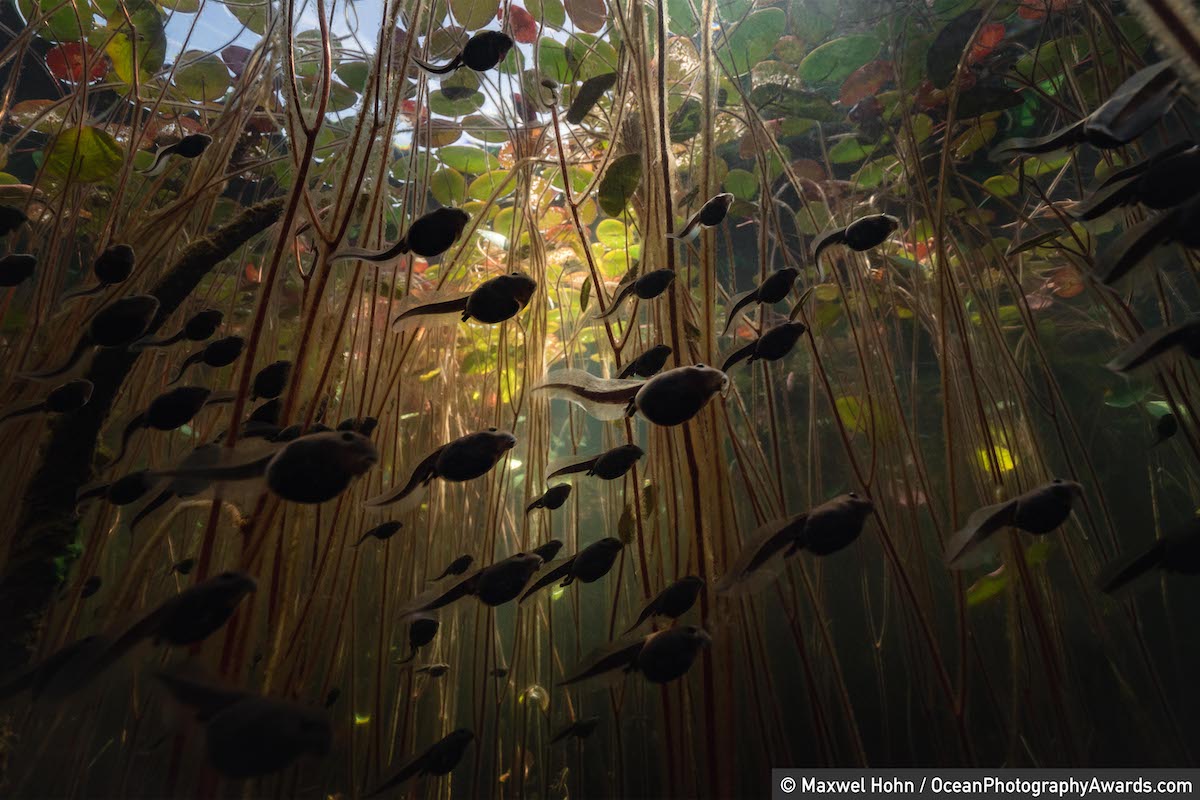 Western toad tadpoles photographed off Vancouver Island
