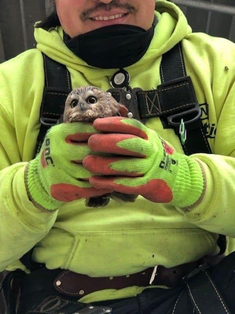 Tiny Owl Rescued From Rockefeller Center Christmas Tree