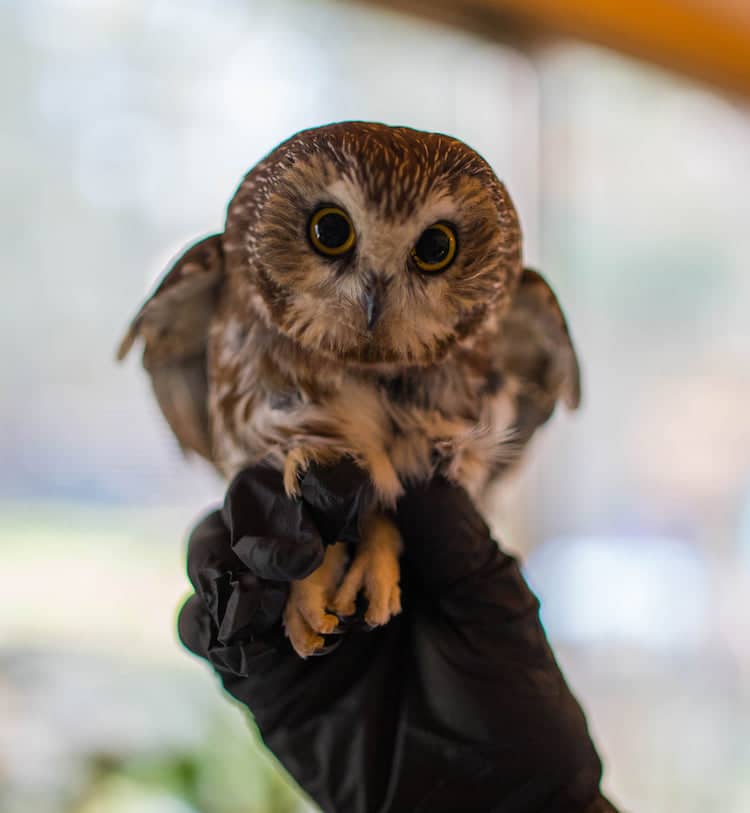 Tiny Owl Rescued From Rockefeller Center Christmas Tree