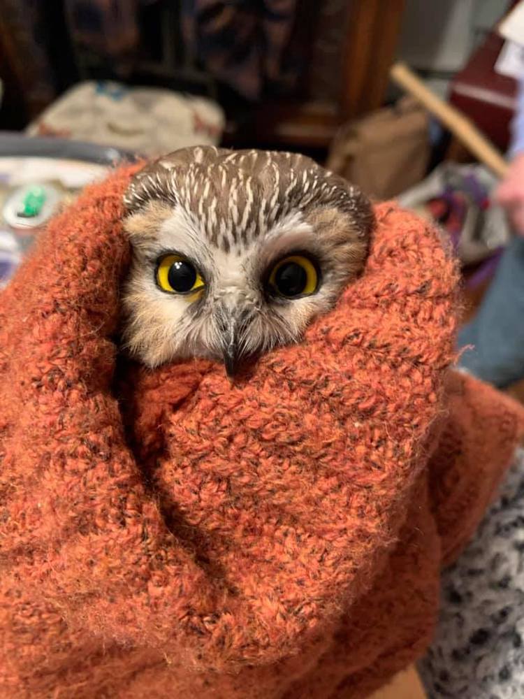 Tiny Owl Rescued From Rockefeller Center Christmas Tree